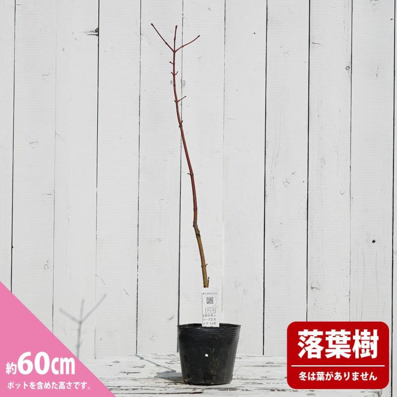 もみじ（モミジの木）たぶん高さ3.5m程