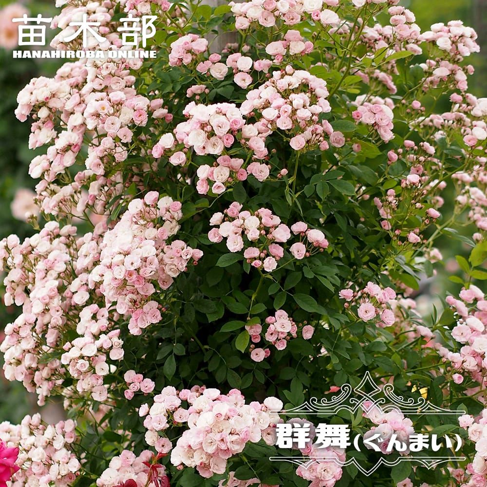 ライチ苗 品種 クエイメイピンク 6号サイズ （ライチ苗 品種 ク 