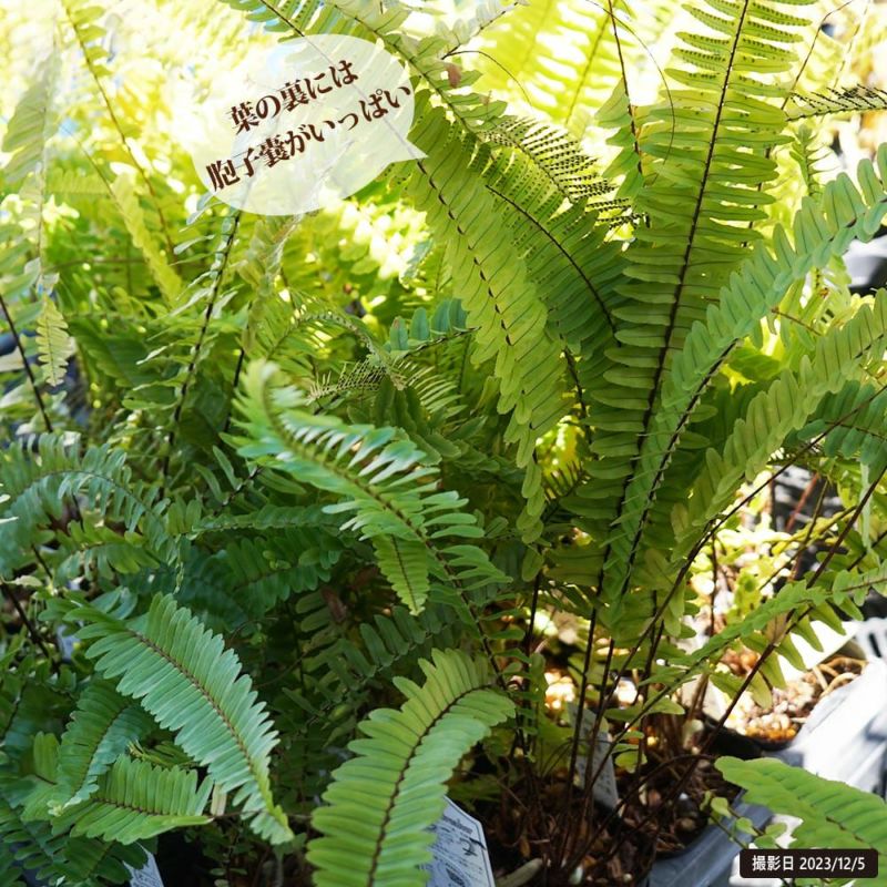 タマシダ　3苗 タマシダ | 観葉植物 – AT.1011