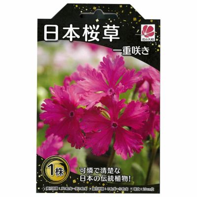 斑入り。サギソウ。100本苗 サギソウ斑入り銀河 ポット植え 5苗 - メルカリ