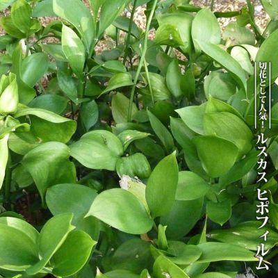 【専用です】丸葉ルスカス　株分け苗1株(抜き苗) 丸葉ルスカス 株分け苗1株(抜き苗) - メルカリ