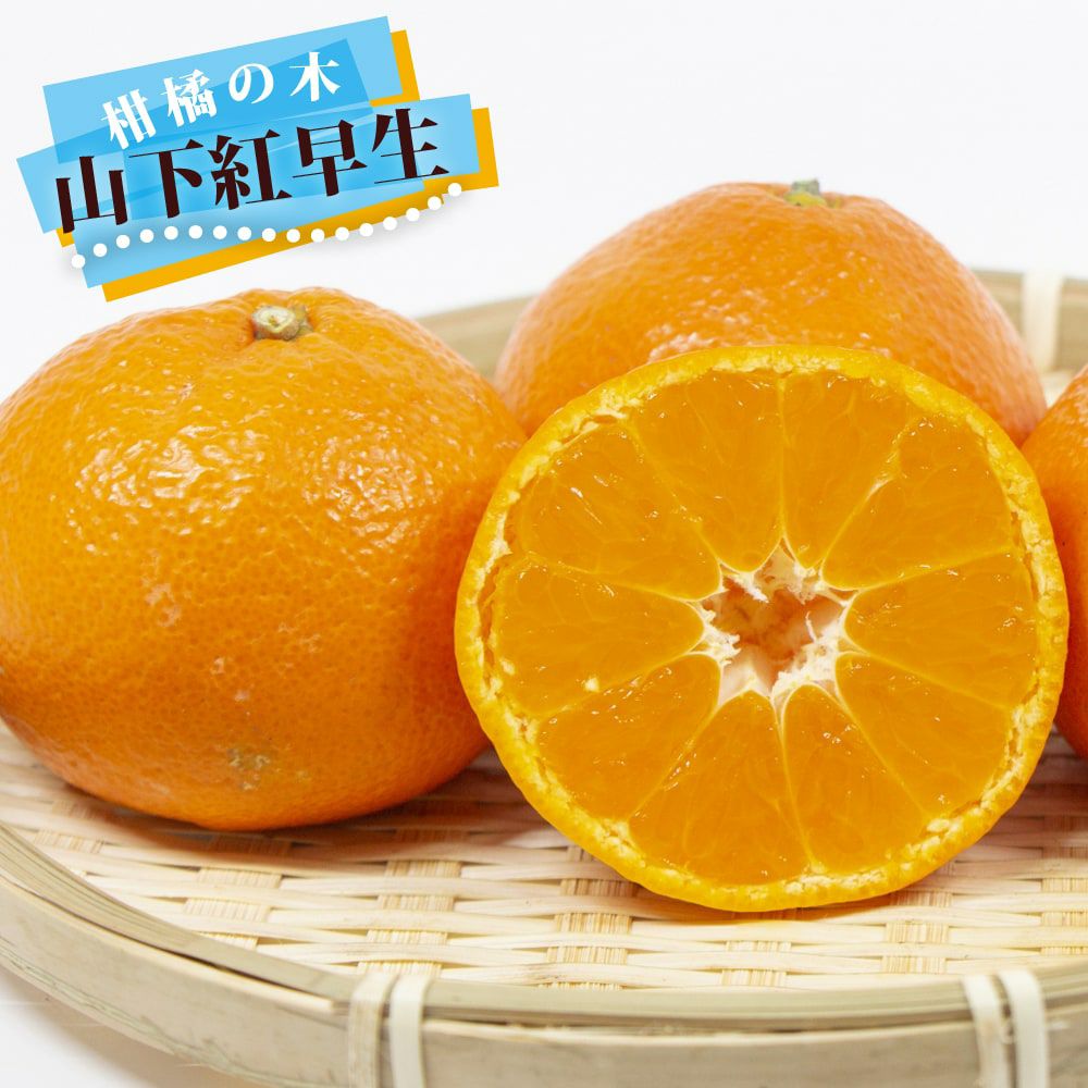 オレンジレモン苗木♪ 柑橘 レモン レモン21 苗 販売 苗木部 By 花ひろばオンライン