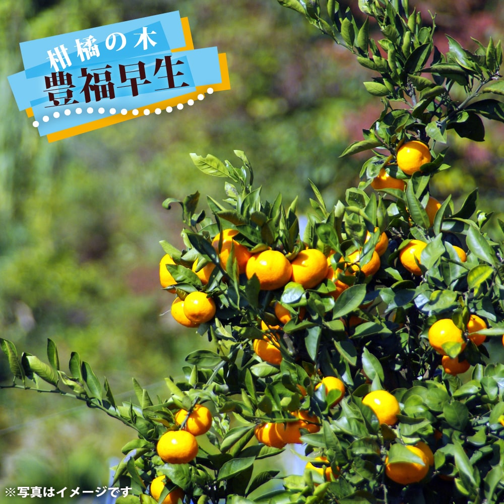 ドット ②田口早生みかん 3年生 苗木 楽天市場】みかん 苗木 【田口