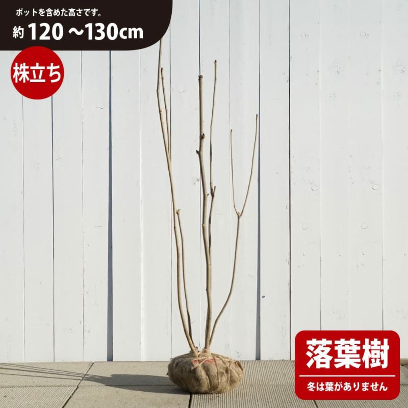 キャッサバ・挿し木＝枝、穂木◇大量120サイズ箱ぎゅう詰め◇最高峰